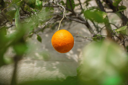 挂在树枝上的柑果。 柑橘类水果健康食品维生素