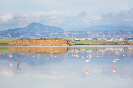 美丽的阿克罗蒂里盐湖充满粉红色火烈鸟鸟类靠近拉纳卡。 塞浦路斯岛上有动物的景观。