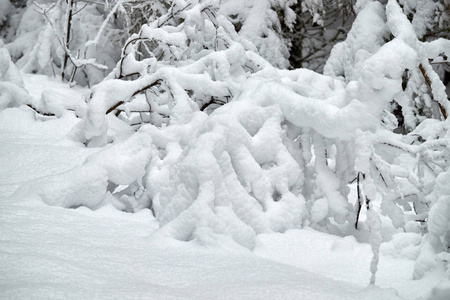 冬天的背景灌木是美丽的雪覆盖着雪。