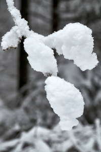 冬天的背景灌木是美丽的雪覆盖着雪。