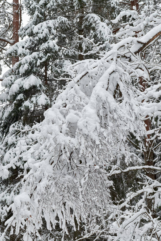 冬天的背景灌木是美丽的雪覆盖着雪。