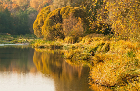 秋天的景色，湖中有黄色的森林