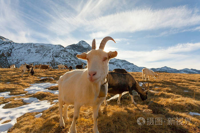 山羊在阿尔卑斯山放牧