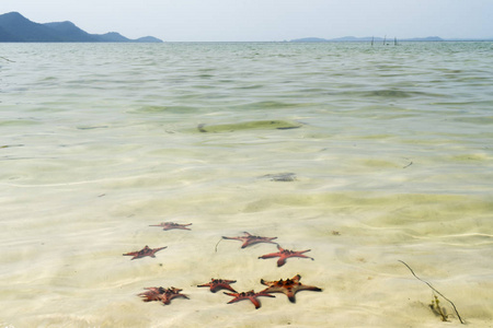 菲古岛上的海星，美丽的红色海星，在热带海星海滩上晶莹剔透的海上旅行理念