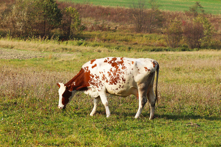 白色红色西装的母牛独自在绿色的草地上放牧。 牧场上多汁的草。 种奶牛。 为儿童和孕妇提供新鲜健康的牛奶。 在私人农场耕作。 宠物