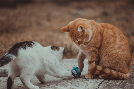 白色和黄色的猫在草地上玩蓝色的球。