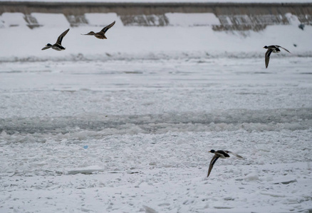 鸭子飞过冬天白雪覆盖的河