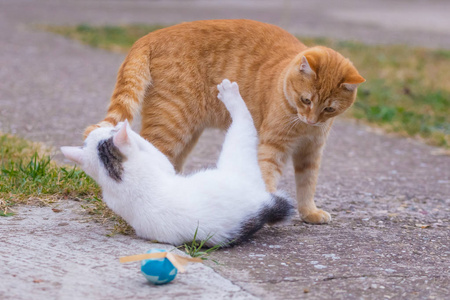 白色和黄色的猫在草地上玩蓝色的球.照片