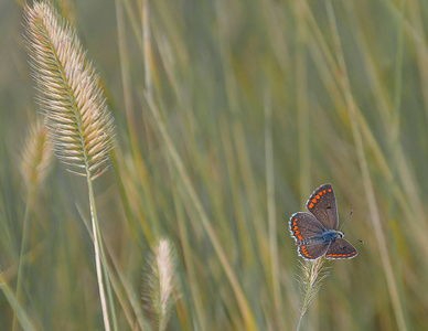 的蝴蝶坐在一朵野洋葱上。
