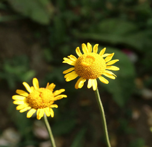 s chamomile, yllow medicinal plants on the meadow.