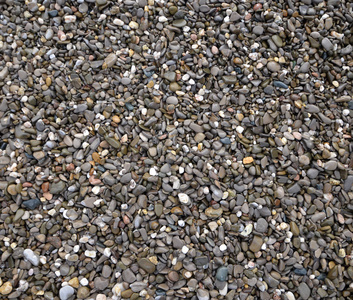 海滩上有贝壳的海卵石