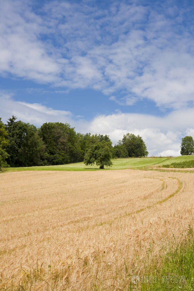 德国晴天麦田景色
