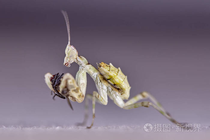 螳螂精卵受精雌性。 宏观照片