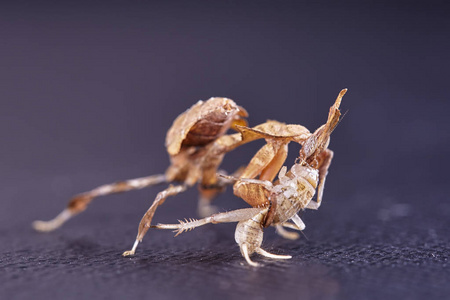 鬼螳螂的肖像将非洲食肉昆虫安置在其自然栖息地，背景为白色。