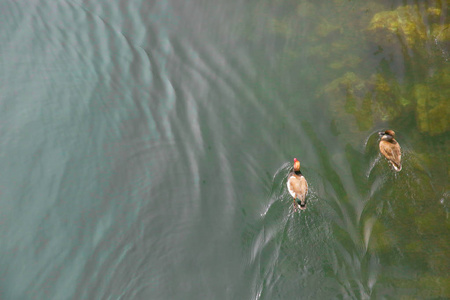 鸭子从上面看水