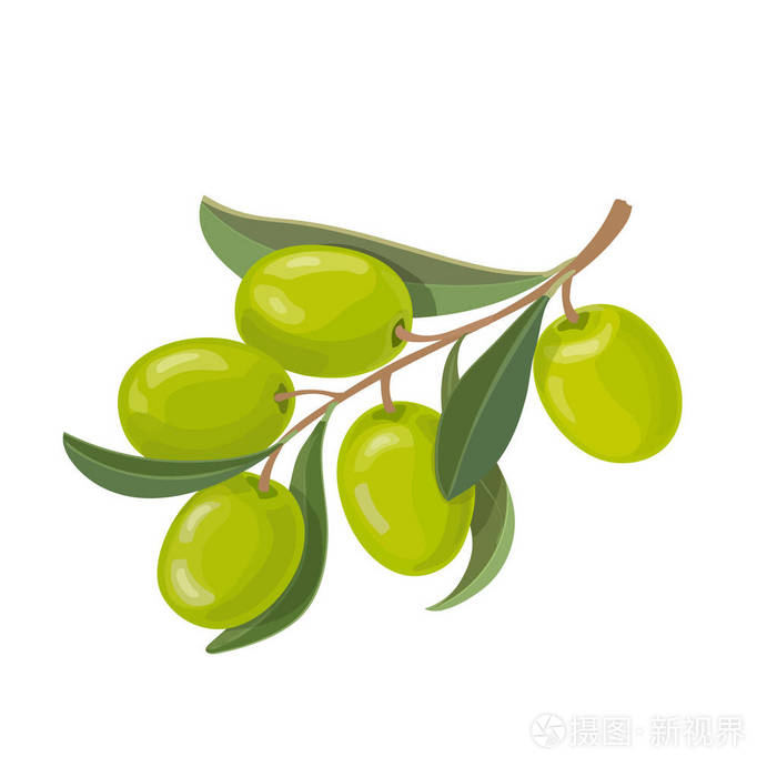 橄榄果实和叶子在分支被隔绝的向量插画-正版商用图片17trcy-摄图新