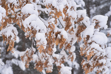 白雪覆盖的叶子和雪花的背景的场景。