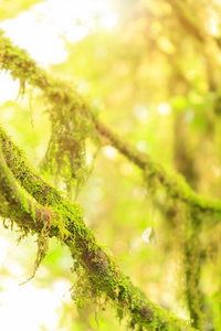 云雨林中树上的山苔，背景或墙纸用阳光特写