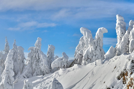 松林覆盖着积雪的冬季山景观在波亚纳布拉索夫的转阴