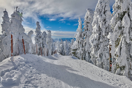 冬季积雪覆盖的松林，罗马尼亚特兰西瓦尼亚的波阿纳布拉索夫山区景观