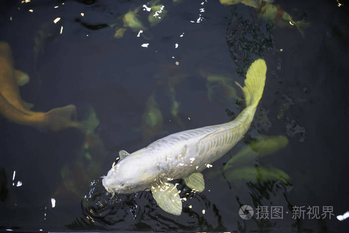 许多锦鲤鱼在池塘里游泳柔和的焦点