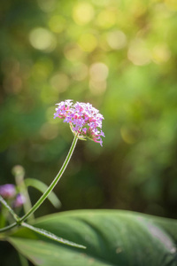 美丽的郁金香花束。五颜六色的郁金香。自然背景