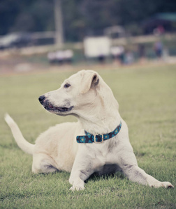 白狗躺在草地上拉布拉多猎犬在绿野园公园玩背景色调老式