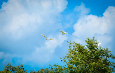 白色的鸟在蓝天上飞翔，树背景是亚洲的鸟或亚洲的鸟