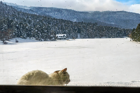 GolcukBolu火鸡冬季雪季景观和猫