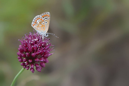多翅目伊卡洛斯的蝴蝶坐在一朵野生洋葱花上。