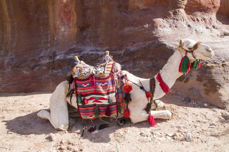 骑着华丽的马鞍在古佩特拉乔尔达散步的骆驼