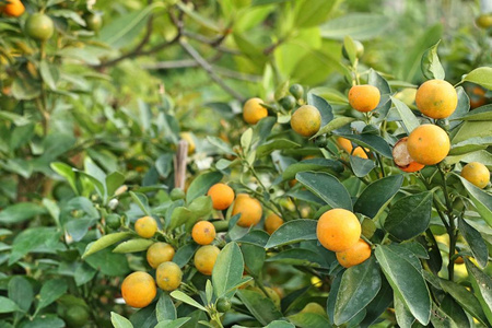 花园里的橘子树