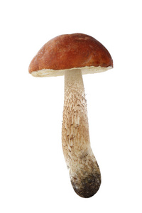 白色背景上分离的单个蘑菇照片