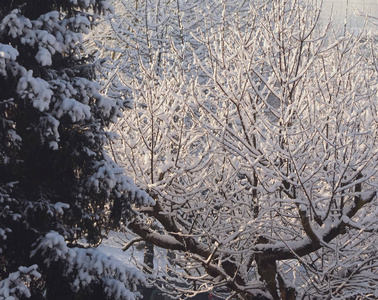 寒冷的冬天有树木和雪