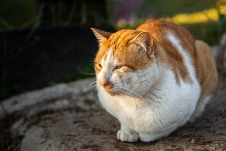 冬天，白色和橙色的毛茸茸的猫坐在寒冷的地面上。