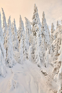 在特兰西瓦尼亚山滑雪胜地的坡亚纳布拉索夫滑雪场的全景，冬天的时候松树林被雪覆盖