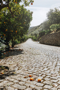 葡萄牙品豪村的桔子树图片
