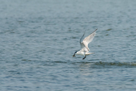 三海鸥高的采用指已提到的人天丹麦自然栖息地的三明治燕鸥一片叶子看