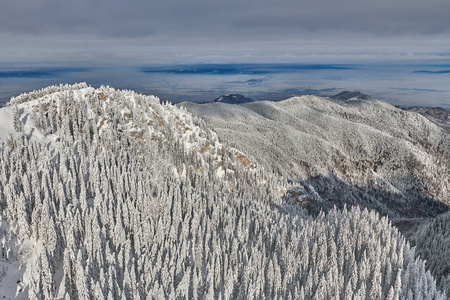 松林覆盖着积雪的冬季山景观在波亚纳布拉索夫的转阴