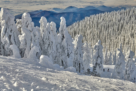 松林覆盖着积雪的冬季山景观在波亚纳布拉索夫的转阴
