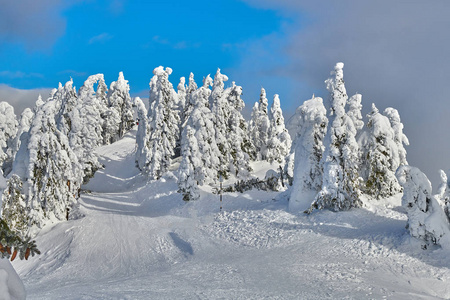 松林覆盖着积雪的冬季山景观在波亚纳布拉索夫的转阴
