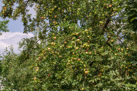 苹果成熟在树上。 阳光明媚的夏日。