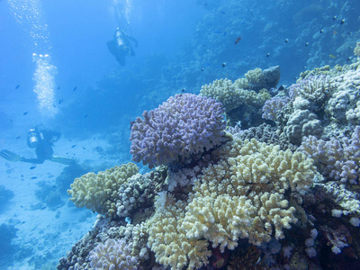 热带海底潜水员水下景观的彩色珊瑚礁