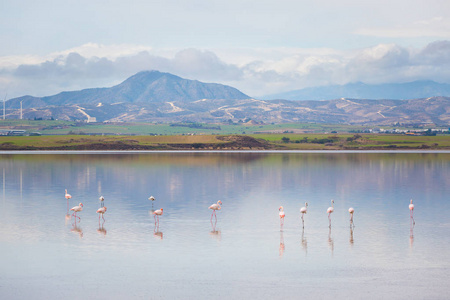 美丽的阿克罗蒂里盐湖充满粉红色火烈鸟鸟类靠近拉纳卡。 塞浦路斯岛上有动物的景观。