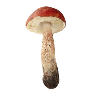 白色背景上分离的单个蘑菇