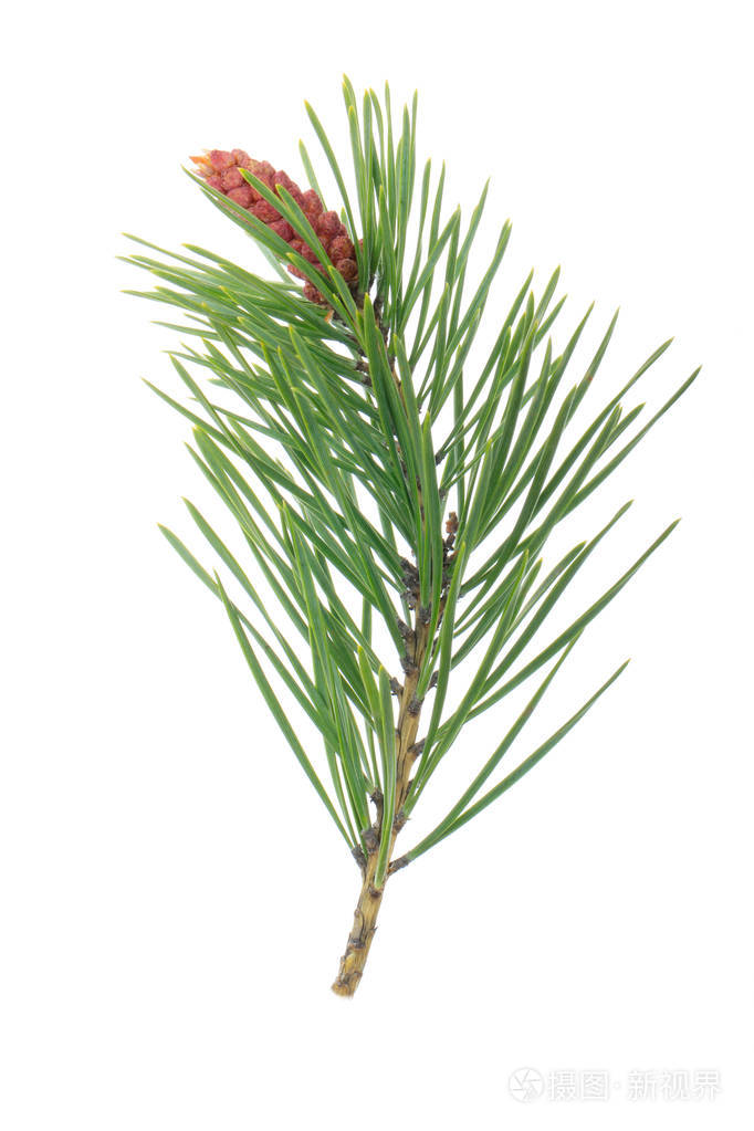 白色背景孤立的杉树枝