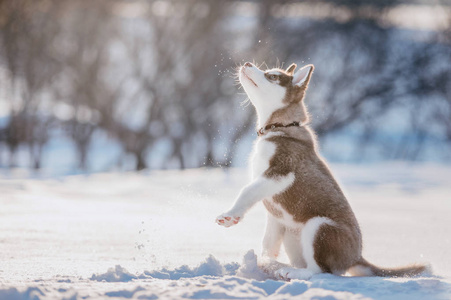 可爱的哈士奇小狗在冬天的雪地里玩耍