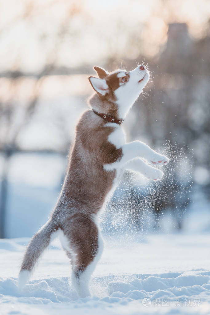 可爱的哈士奇小狗在冬天的雪地里玩耍