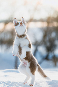 可爱的哈士奇小狗在冬天的雪地里玩耍