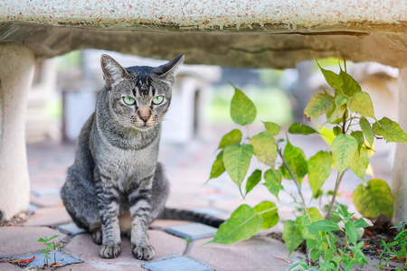 公园里的一只猫